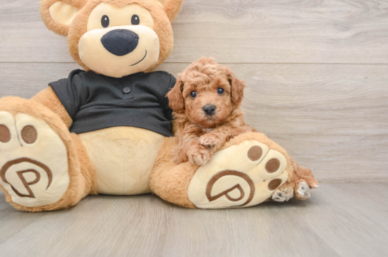 EASTON, a Poochon littermate