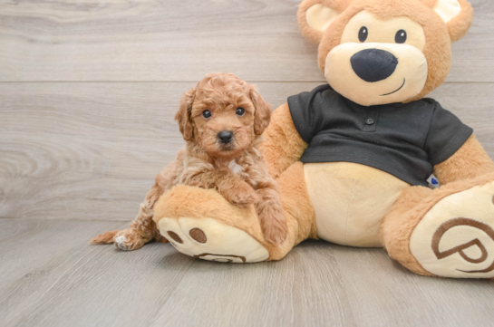 EDWIN, a Poochon littermate