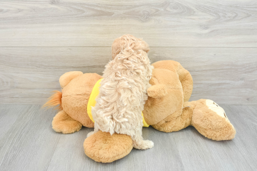 Poochon Puppy for Adoption