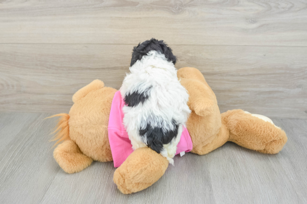 Energetic Bichpoo Poodle Mix Puppy