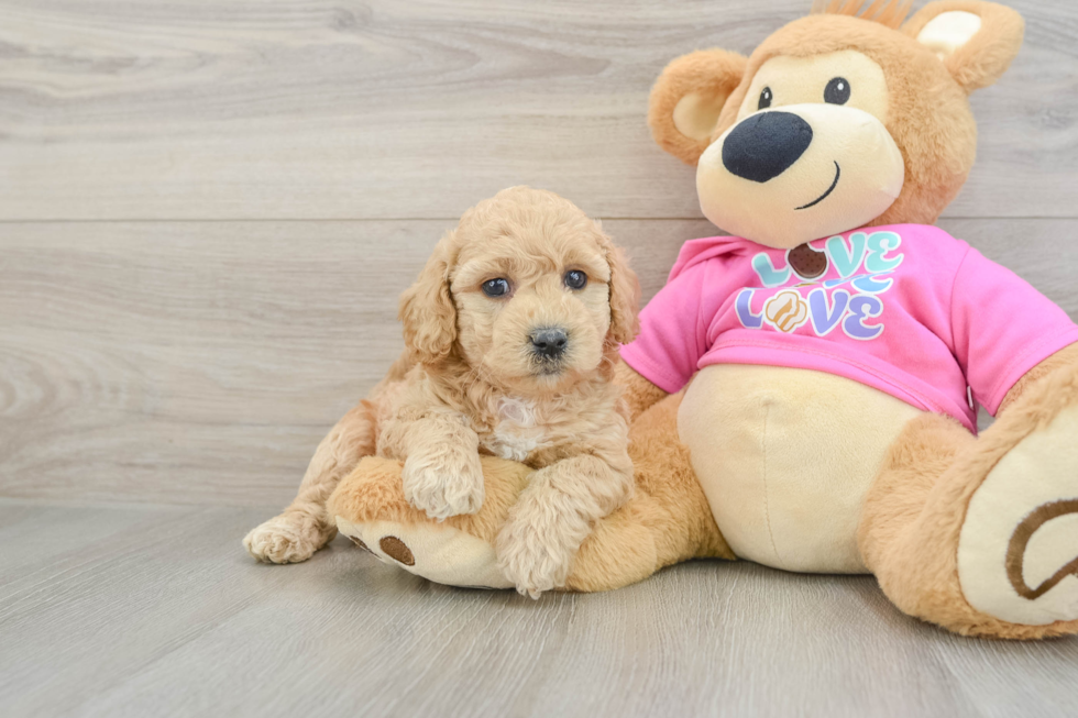 Playful Bichpoo Poodle Mix Puppy
