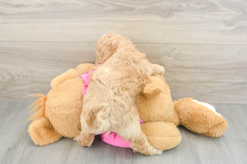 Poochon Puppy for Adoption