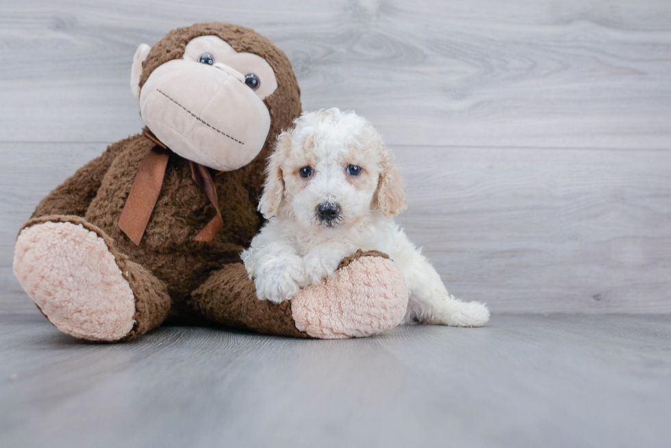 Energetic Bichpoo Poodle Mix Puppy
