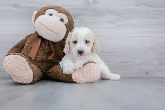 Energetic Bichpoo Poodle Mix Puppy