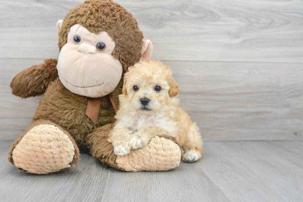 Playful Bichpoo Poodle Mix Puppy