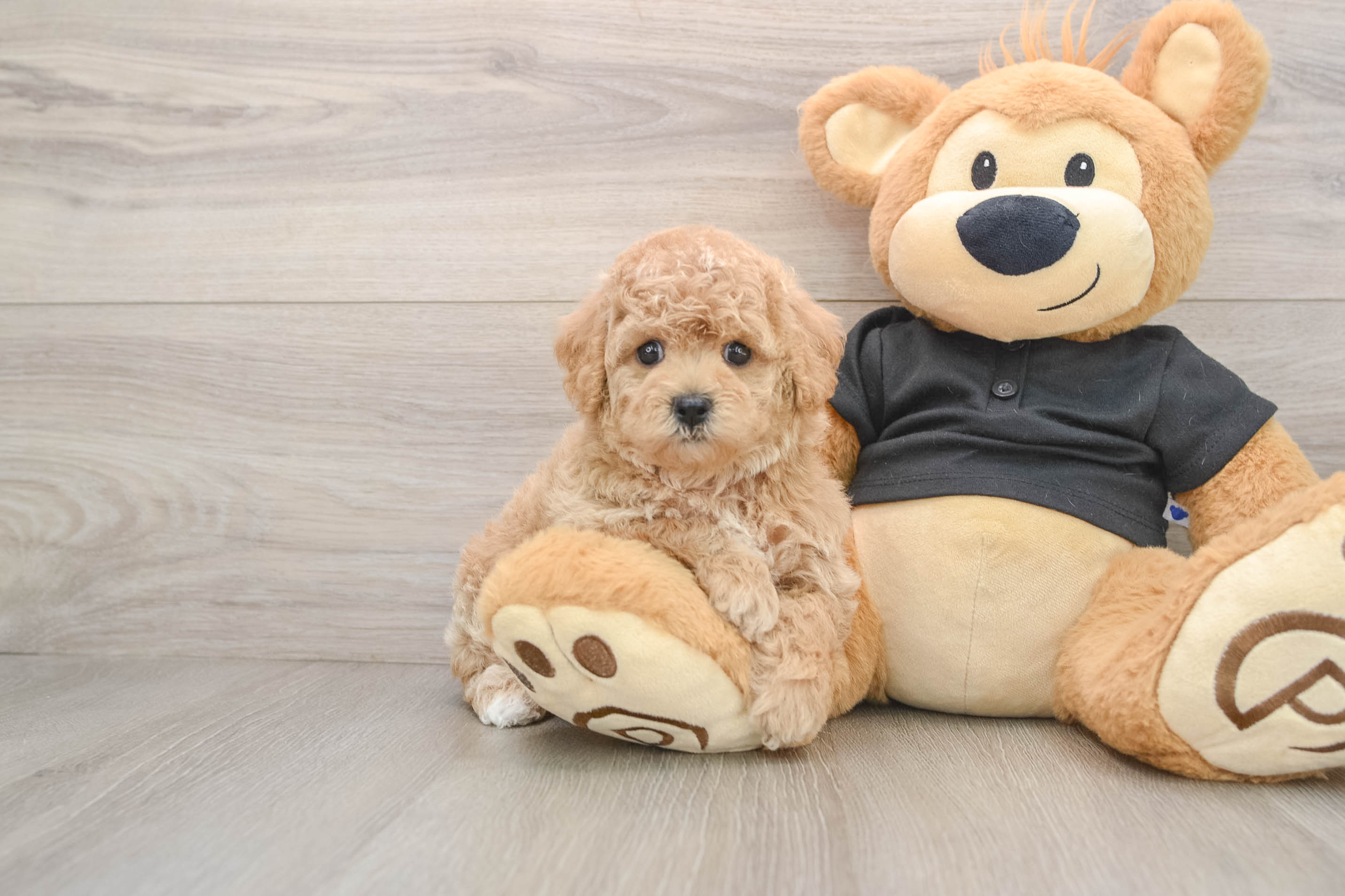 Happy Poochon Baby