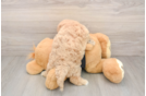 Friendly Poochon Baby