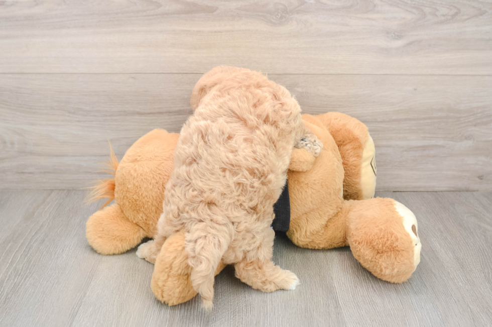 Friendly Poochon Baby