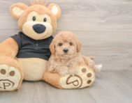 6 week old Poochon Puppy For Sale - Premier Pups