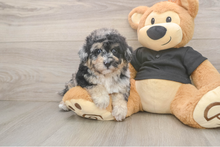 Poochon Pup Being Cute