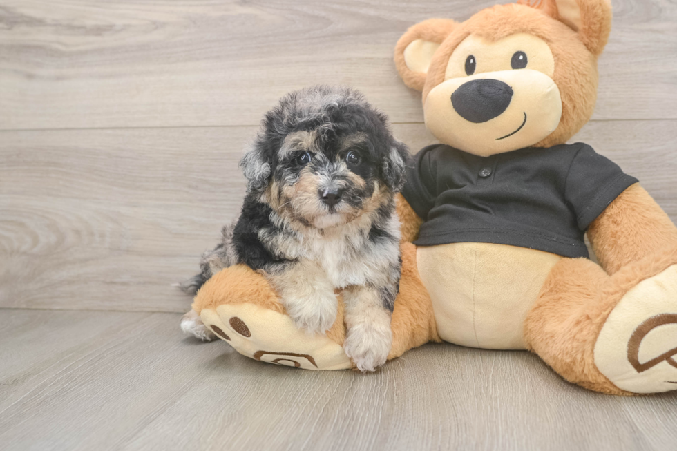 Poochon Pup Being Cute