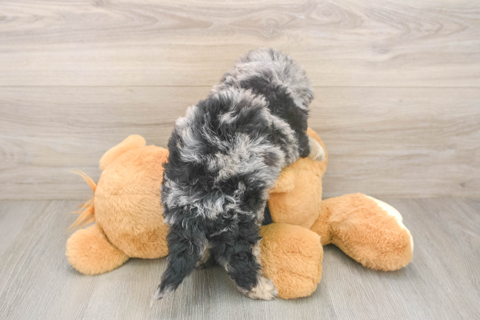 Hypoallergenic Bichpoo Poodle Mix Puppy