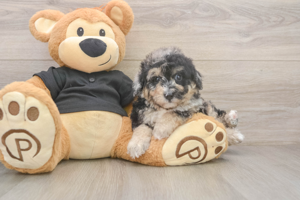 Fluffy Poochon Poodle Mix Pup