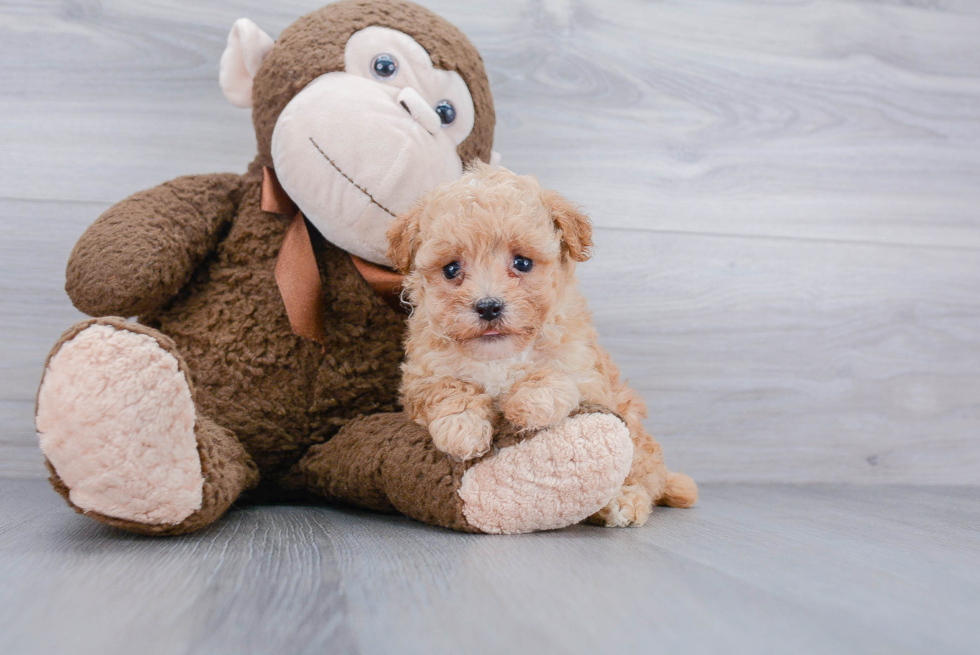 Smart Poochon Poodle Mix Pup