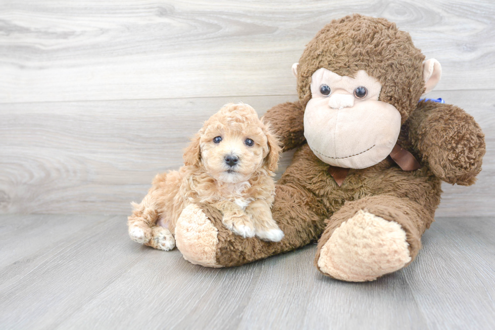 Poochon Puppy for Adoption