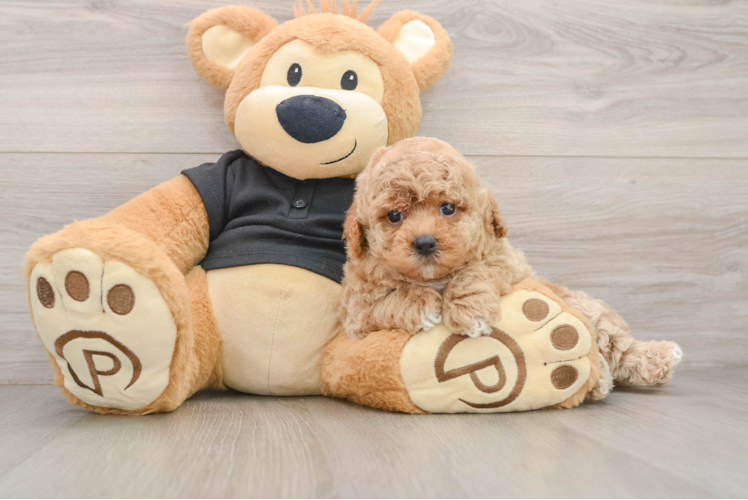 Poochon Pup Being Cute