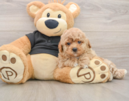 6 week old Poochon Puppy For Sale - Premier Pups