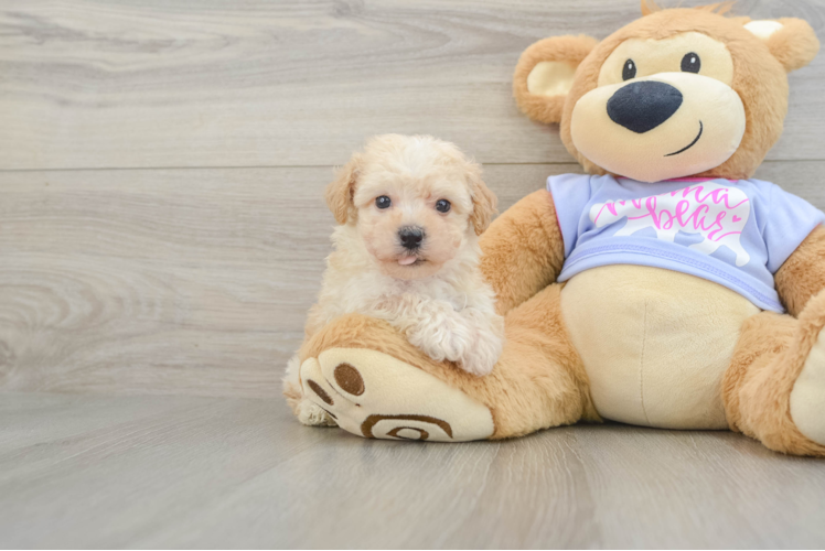 Funny Poochon Poodle Mix Pup