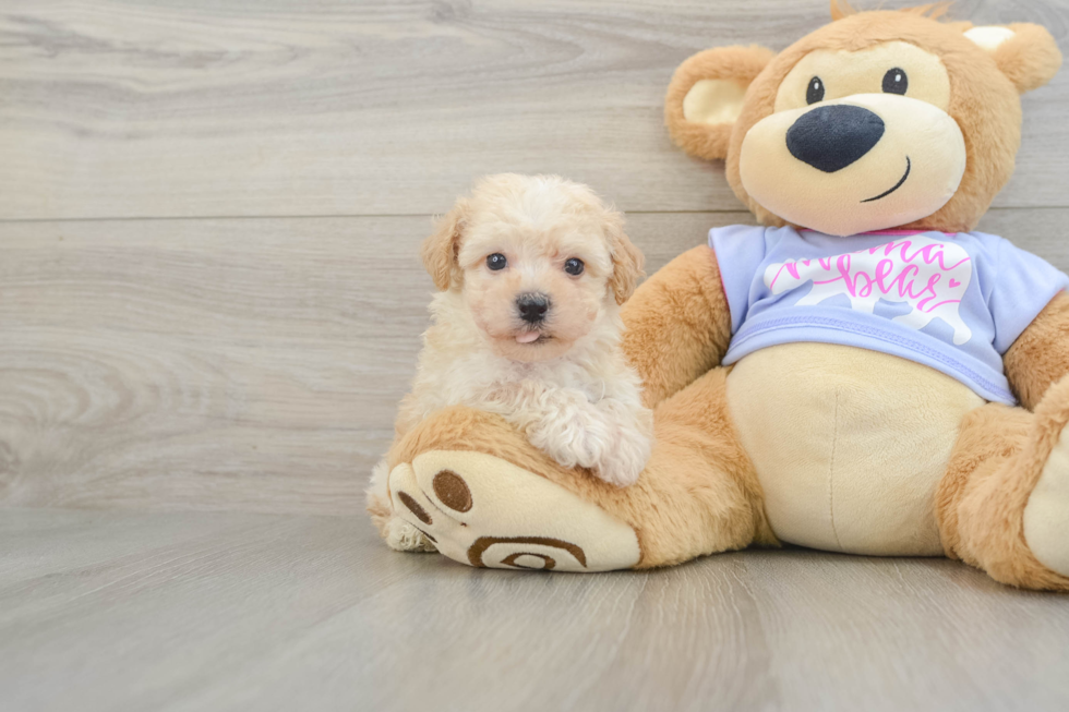 Funny Poochon Poodle Mix Pup