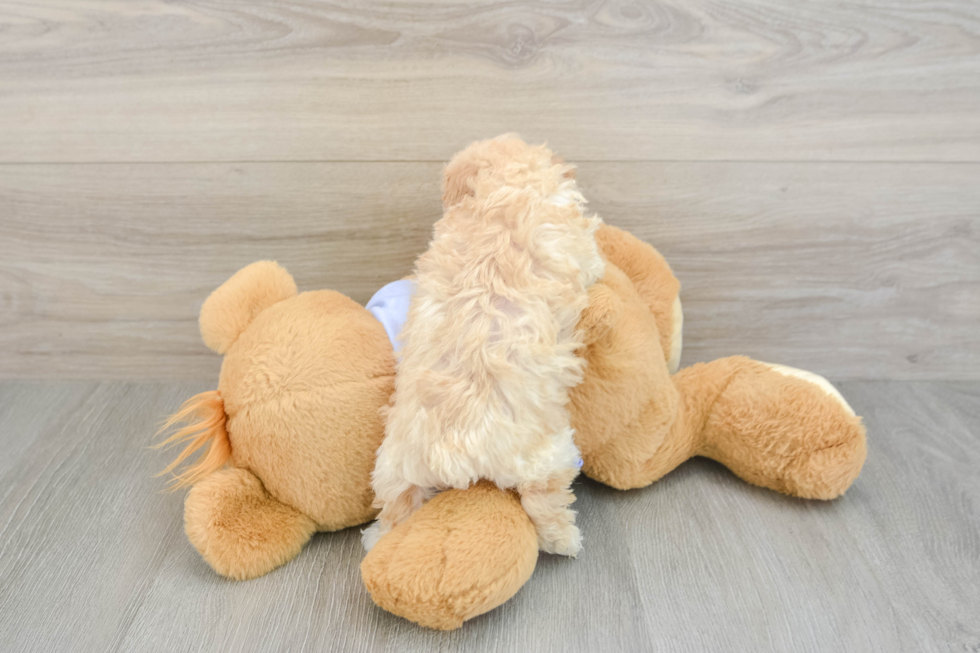 Poochon Puppy for Adoption