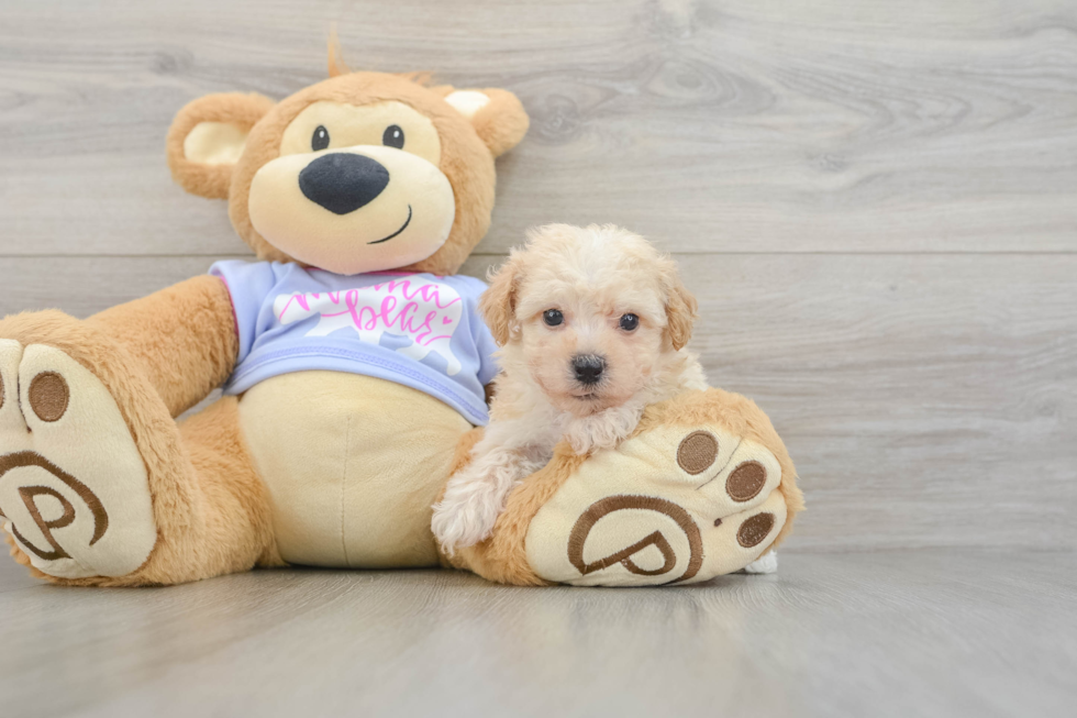 Smart Poochon Poodle Mix Pup