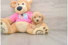 Cute Poochon Baby