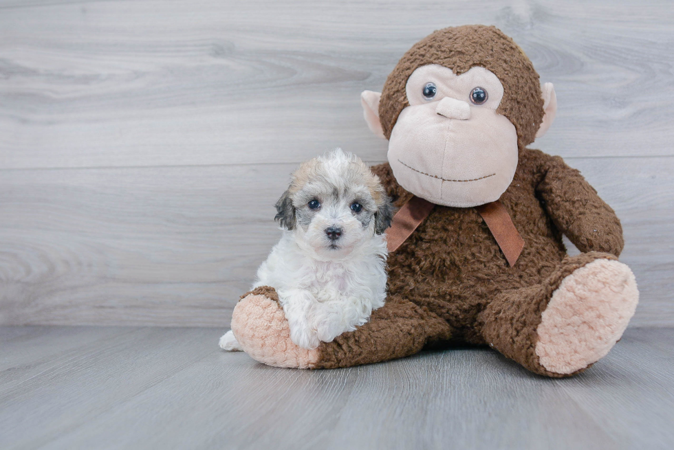 Poochon Pup Being Cute