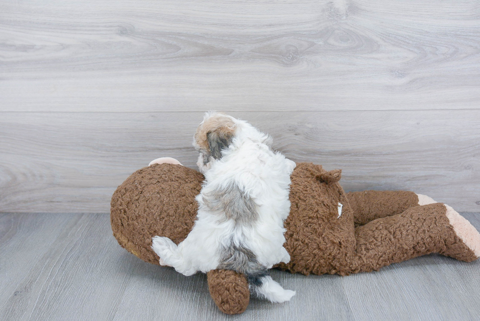 Petite Poochon Poodle Mix Pup