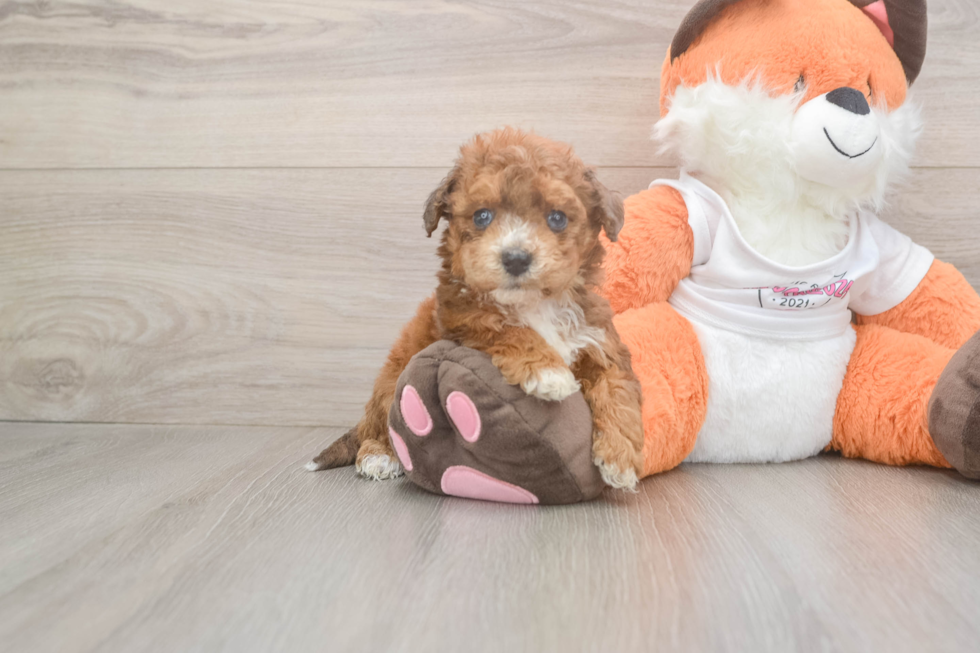 Poochon Pup Being Cute