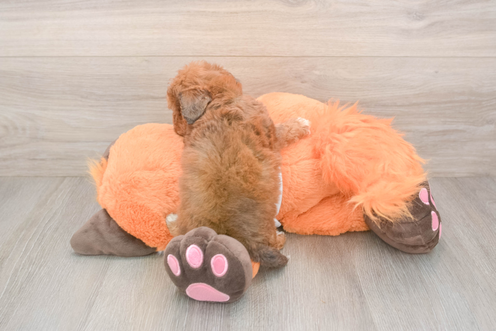 Poochon Puppy for Adoption