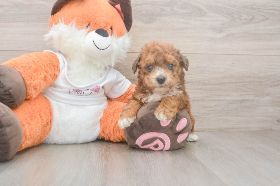 Little Bichpoo Poodle Mix Puppy