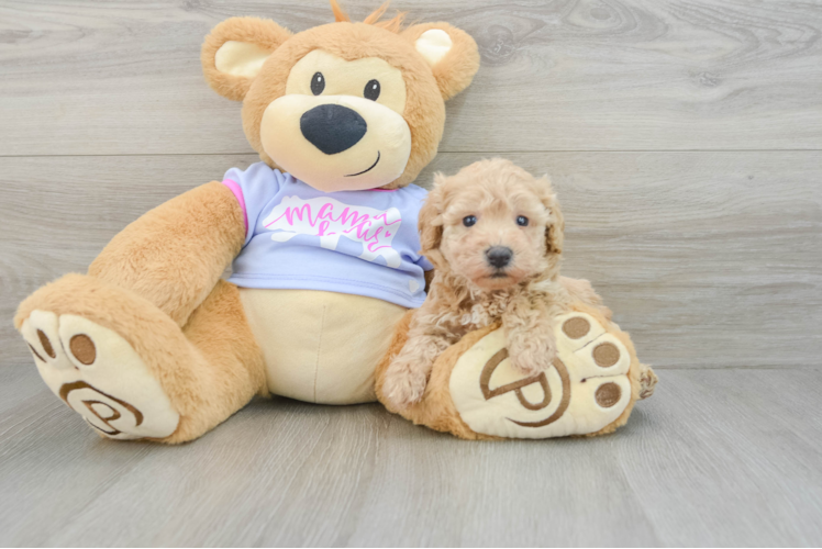 Hypoallergenic Bichpoo Poodle Mix Puppy