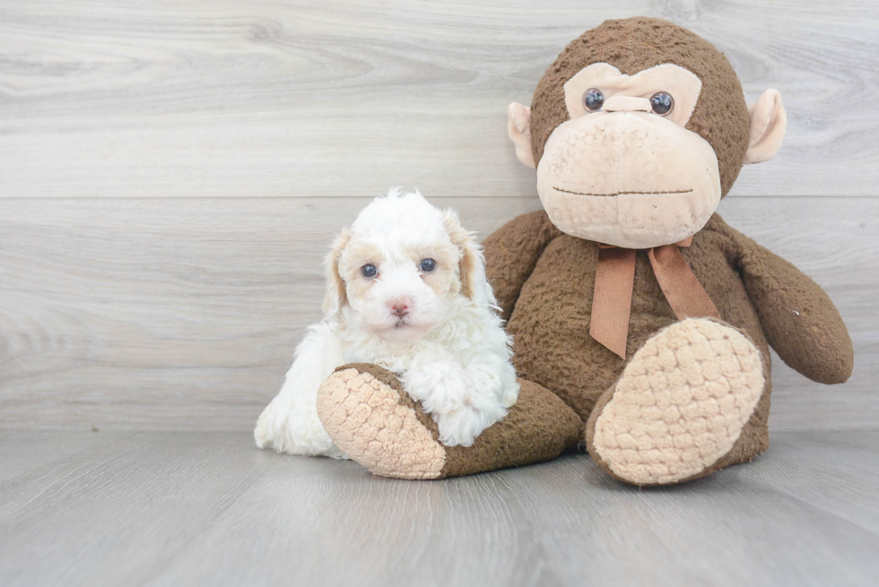 Smart Poochon Poodle Mix Pup