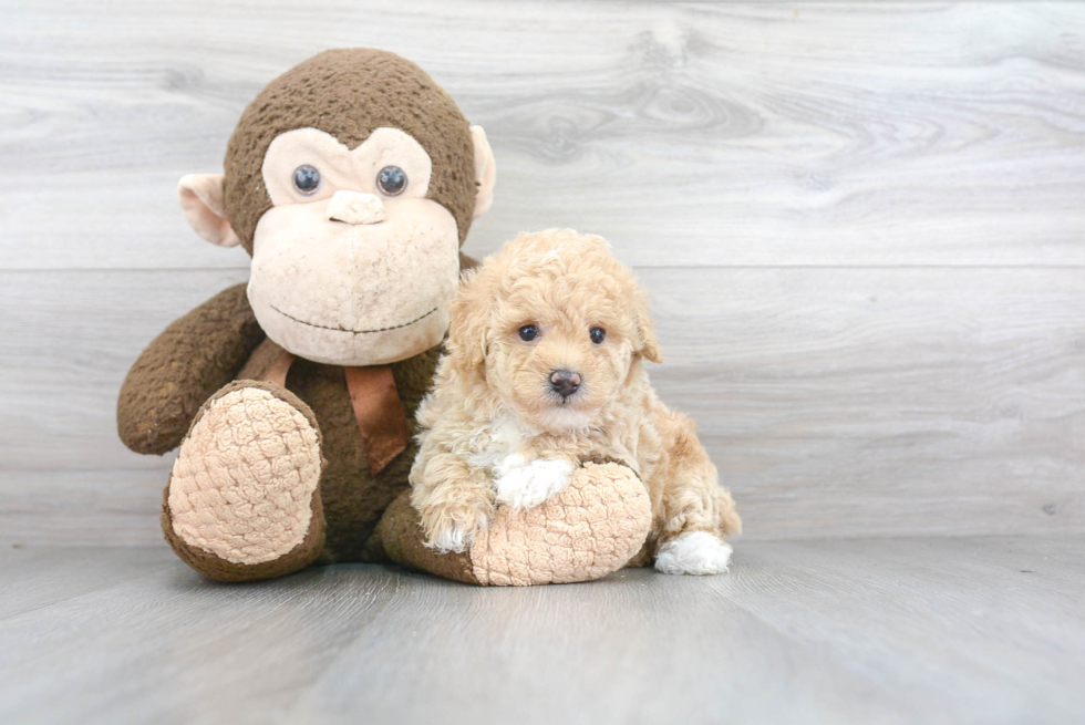 Smart Poochon Poodle Mix Pup