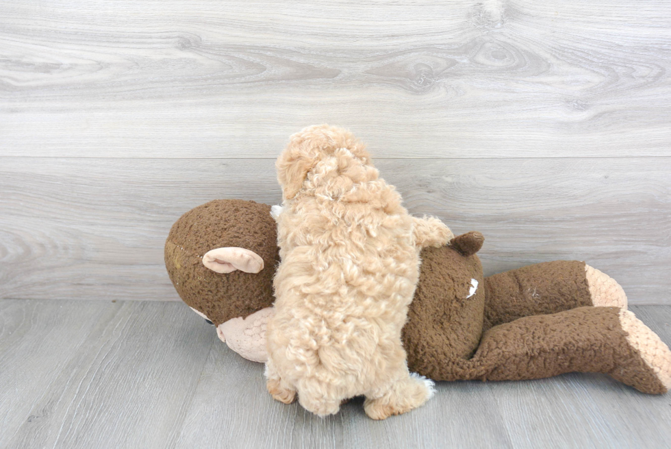 Poochon Puppy for Adoption