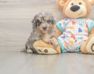 9 week old Poochon Puppy For Sale - Premier Pups
