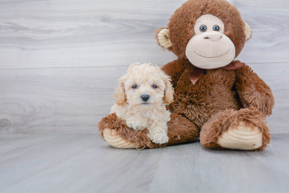 Poochon Pup Being Cute