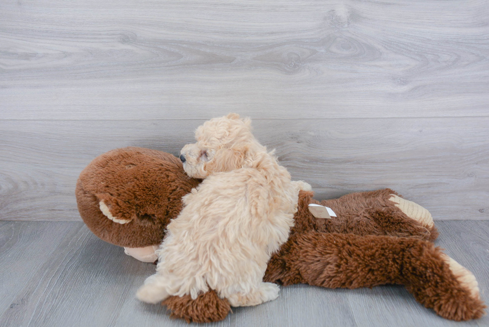 Little Bichpoo Poodle Mix Puppy