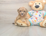 9 week old Poochon Puppy For Sale - Premier Pups
