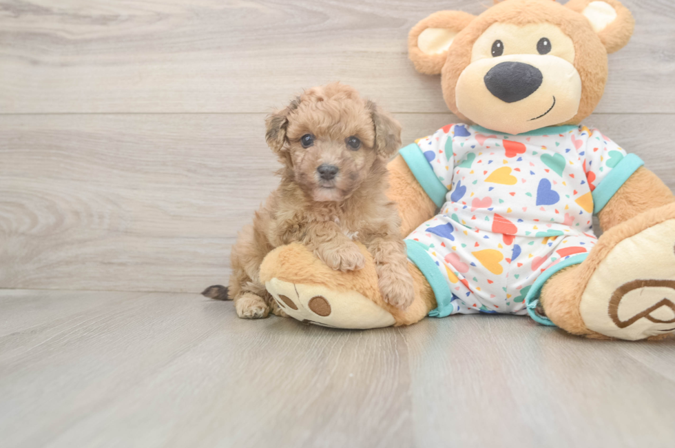 9 week old Poochon Puppy For Sale - Premier Pups