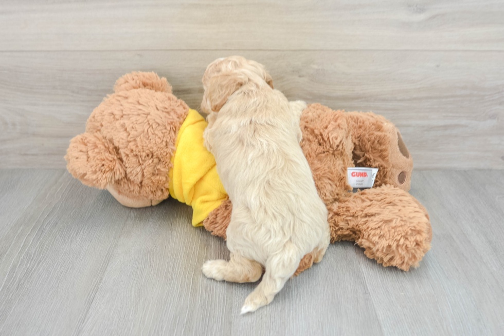 Funny Poochon Poodle Mix Pup