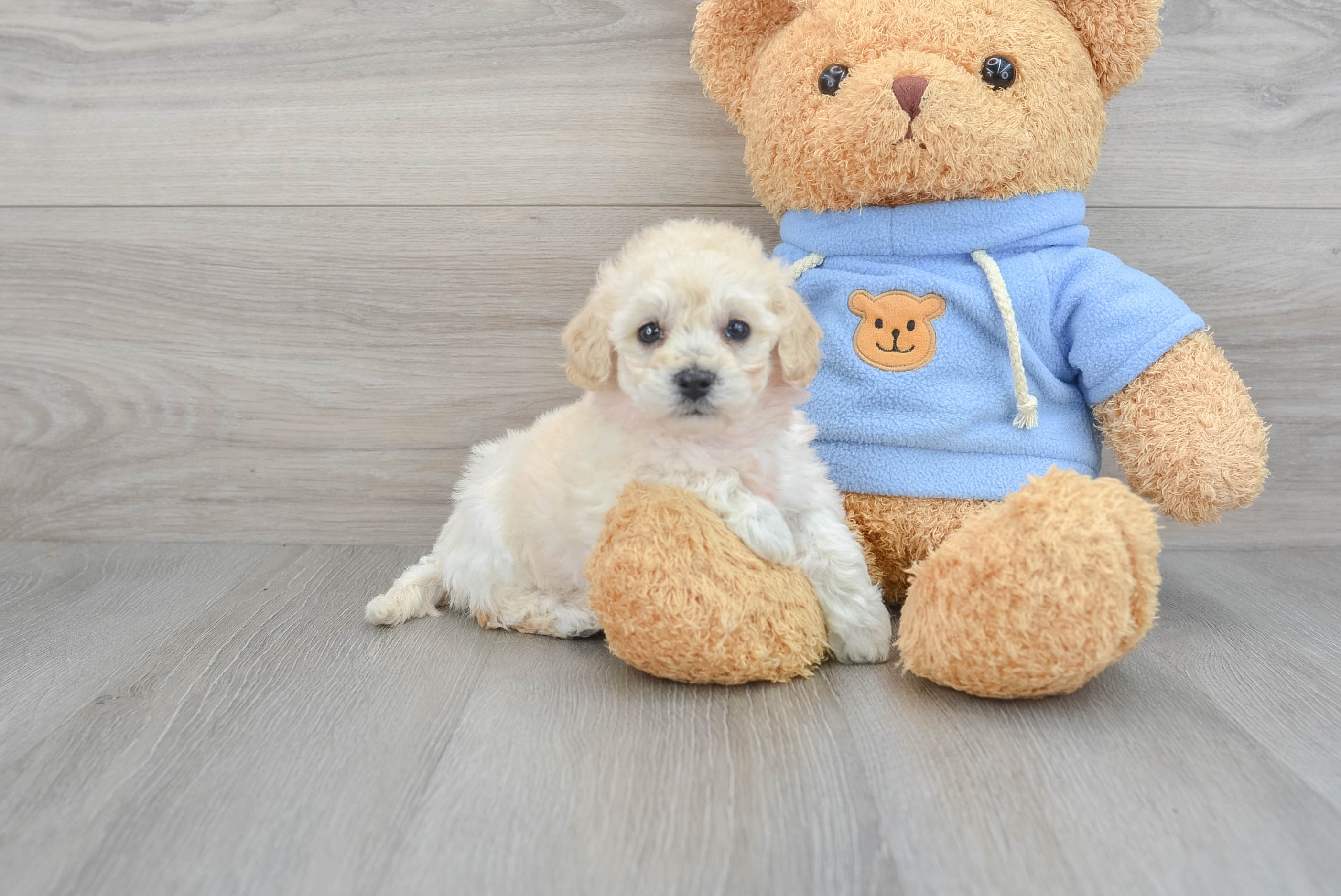 Best Poochon Baby