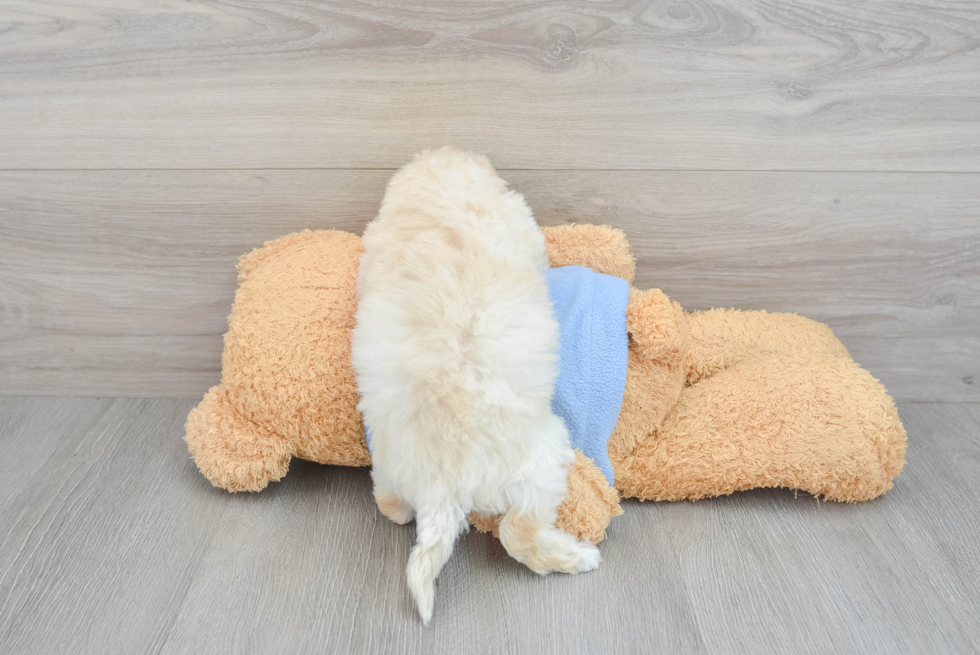 Poochon Pup Being Cute