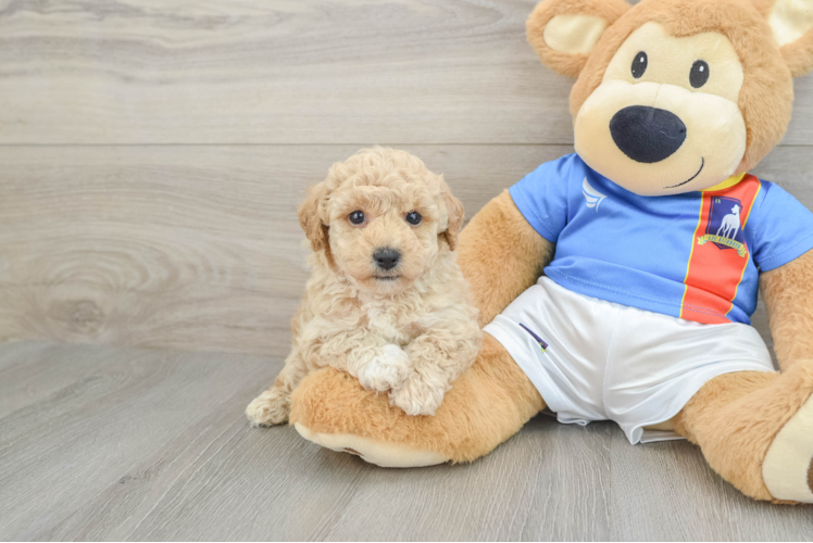 Poochon Pup Being Cute