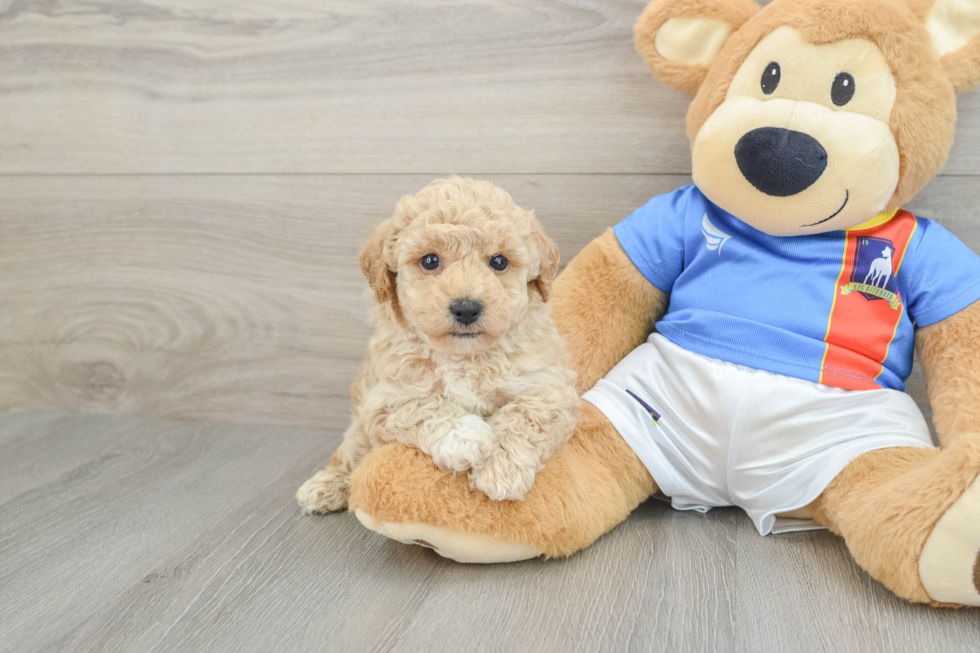 Poochon Pup Being Cute