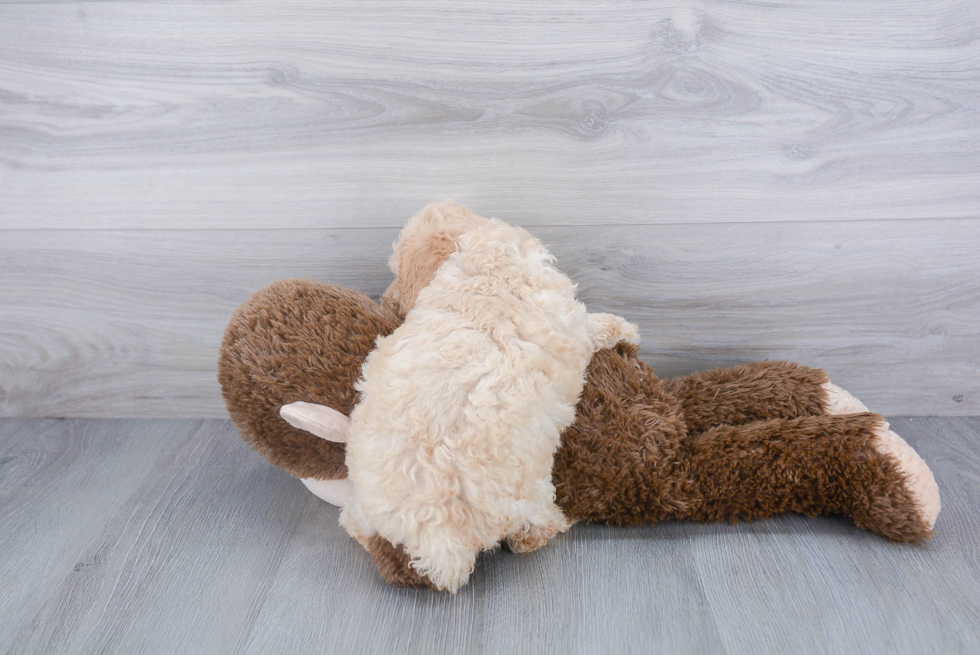 Playful Bichpoo Poodle Mix Puppy