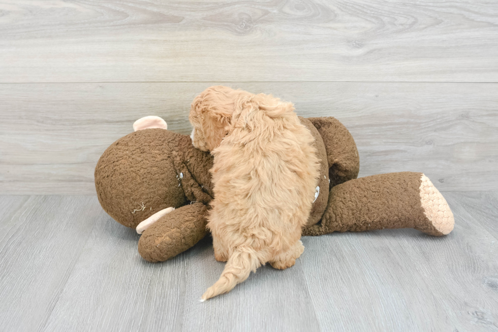 Poochon Puppy for Adoption