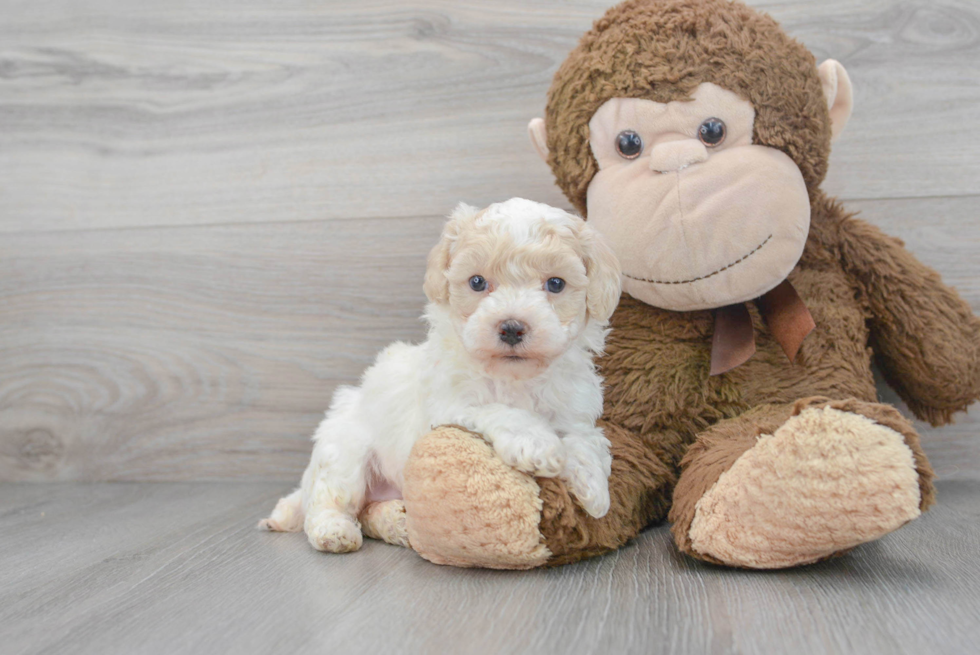 Happy Poochon Baby