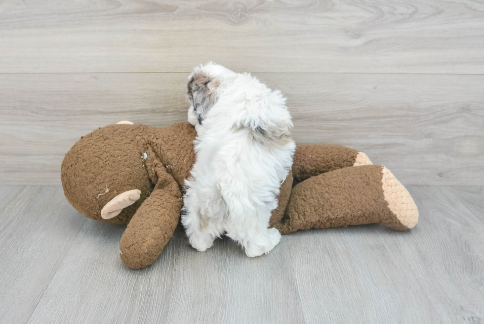 Funny Poochon Poodle Mix Pup