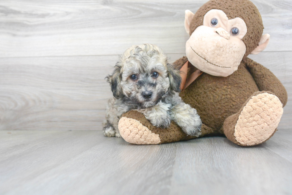 Funny Poochon Poodle Mix Pup
